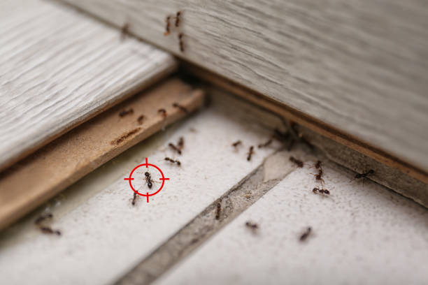 Best Mosquito Control Services  in Upper Grand Lagoon, FL