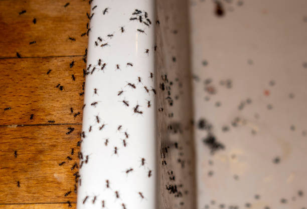 Best Exterminator Services  in Upper Grand Lagoon, FL