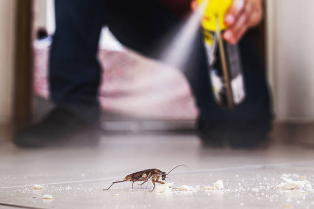 Best Wasp Removal Services  in Upper Grand Lagoon, FL